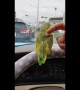 Birdy's day out! Pet parakeet goes for a ride on owner's car steering wheel