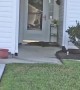 Alligator Rings Doorbell