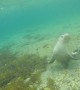 Diver swims with extremely friendly sea lions