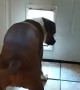 Doggy Door too Small for Visiting Doggo