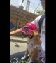 Chihuahua in pink helmet rides motorbike