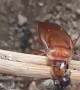 Ants carry cockroaches into nest