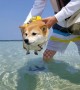 Doggy "air paddles" when close to water