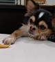 Persistent chihuahua tries to reach crisp left on table but keeps on failing