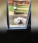 Happy hopping puppy jumps up to peer into owner's house