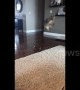 "Boo!" Cat leaps clean into the air when person surprises it from behind
