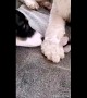 Dog gets help from puppy little sister for snowballs stuck on his legs