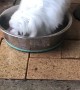 Mini Maltese Pup Takes a Swim in Water Bowl