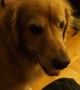 Impatient Golden Retriever eagerly awaits her gift
