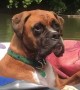 Dog Relaxes While Floating the River