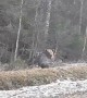 A Bear Hunts a Moose