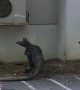 Monitor Lizards Hug it Out