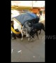 Raging bulls turn rickshaw into a fighting arena