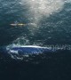 Paddle boarder has incredible encounter with blue whale
