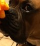 Patient Pooch Delivers Ultimate Cheeto Stack