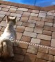 Eager dog desperately wants to jump into pool
