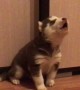 Husky Puppy Does a Big Howl
