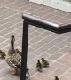 Ducklings Follow Mother Duck down Stairs