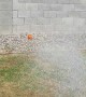 Boxer Tries to Bite Water Coming from Hose
