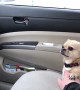 Dog\'s adorable tactic to not allow owner to drive away