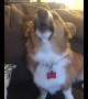 Corgi howls along to ambulance siren