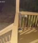 Bear Caught Playing on Porch Camera