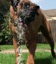 Doggo Soaks up Water Spray