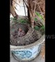 Mother bird lays and hatches eggs in resident's potted plant