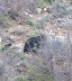 Black Bear and Cubs Spotted in Colorado