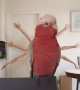 Parrot poses for \'Slum Bird Millionaire\' parody video