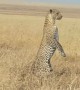Mother leopard stands on hind legs to look for lost cub