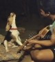 Beagle's got talent! Dog 'sings' along with owner playing the guitar