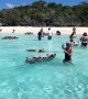 Wild pigs swim with humans in Caribbean waters