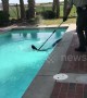 US holidaymakers find alligator in swimming pool of rental house in North Carolina