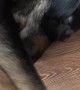 Adorable Dog Growls for Attention