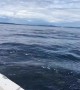 Killer whale scares passengers after nearly jumping into boat