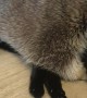 Raccoon and Cat Make Cute Pair