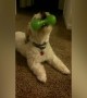 Dog Can\'t get Enough of Squeaky Toy