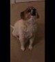 Puppy delivers most adorable howl ever