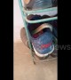 Careful where you step! Indian man finds cobra curled up inside his shoe