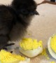 Baby Bird Munches on Hard-Boiled Egg