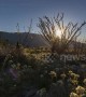 Stunning time lapse of milky way over California desert wildflower bloom