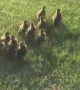 Ducklings get reunited with mom following sewer rescue