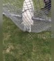 Puppy tries to run through soccer net during game of fetch