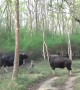 Indian Bison rams Jeep with horns in stunning up-close footage in Karnataka Forest, India