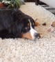 Vocal dog shares his frustration after having to share with puppy