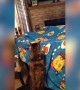Cat VS Blanket Fort