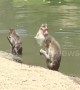 Wild monkeys go for a swim to stay cool in the summer heat