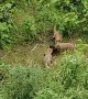 Playful fox cubs fight over abandoned boot in London garden