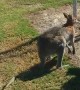 Clumsy Kangaroo Crashes into Fence